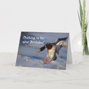 Mallard Duck Birthday Card