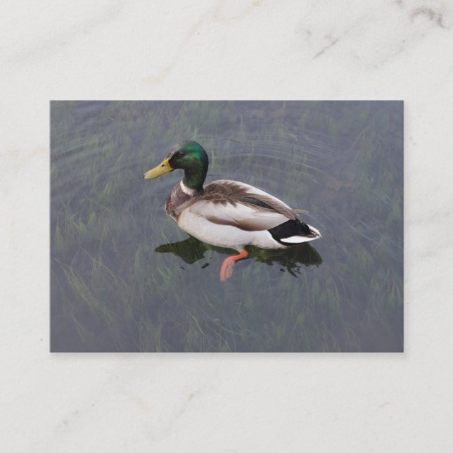 Mallard Duck Business Card (Front)