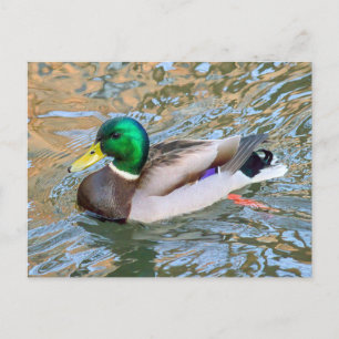 Mallard Duck. Bute Park, Cardiff, Wales Postcard