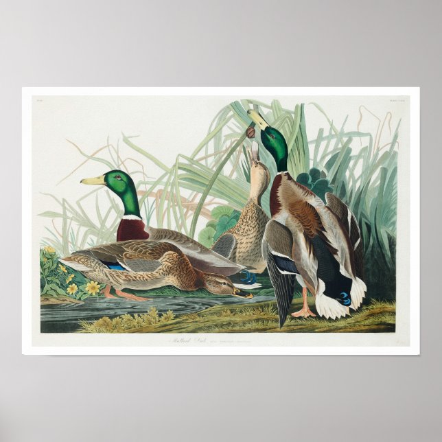 Mallard Duck by Audubon Poster (Front)