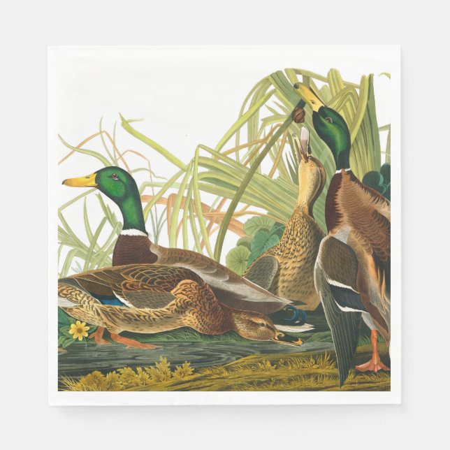 Mallard Duck by John James Audubon Napkin (Front)