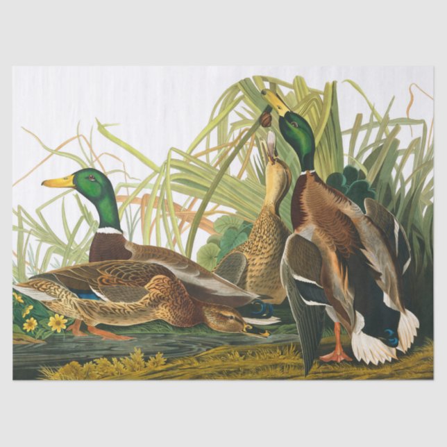 Mallard Duck by John James Audubon Tissue Paper (Front)