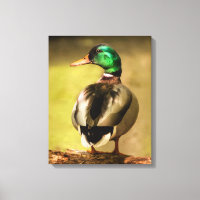 Mallard Duck