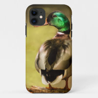 Mallard Duck