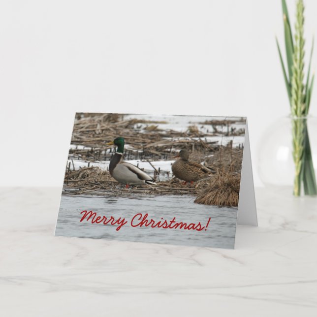 Mallard Duck Christmas Card (Front)
