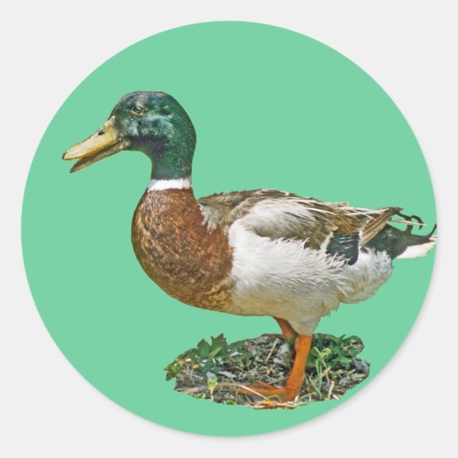 Mallard Duck Classic Round Sticker (Front)