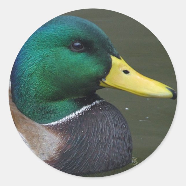 Mallard Duck Classic Round Sticker (Front)