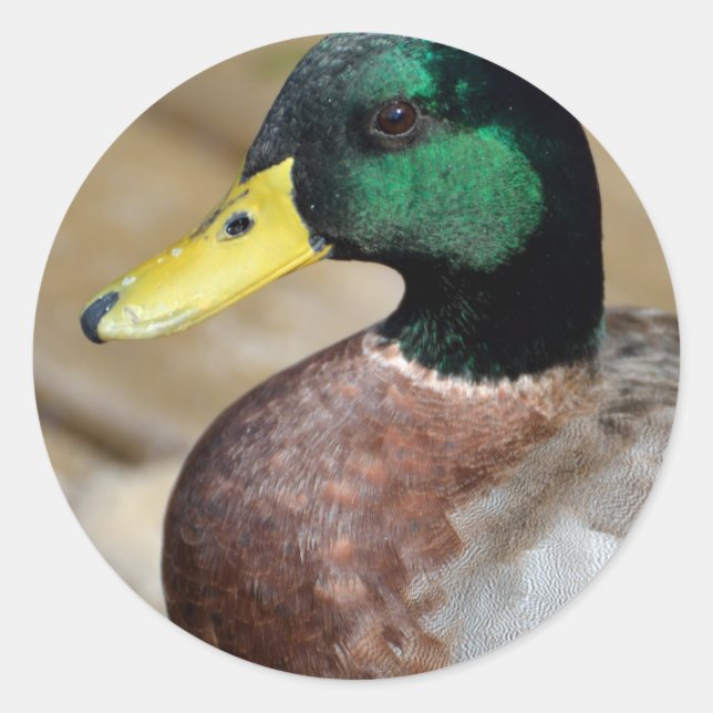 Mallard Duck Classic Round Sticker (Front)