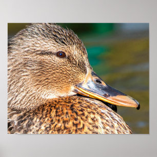 Mallard Duck Close-Up Portrait Poster