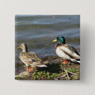 Mallard duck couple button