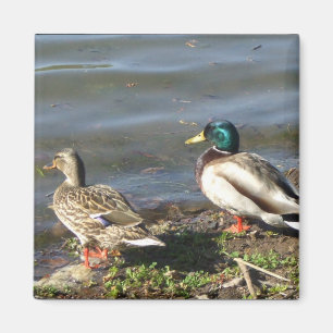 Mallard duck couple magnet