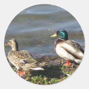 Mallard duck couple stickers