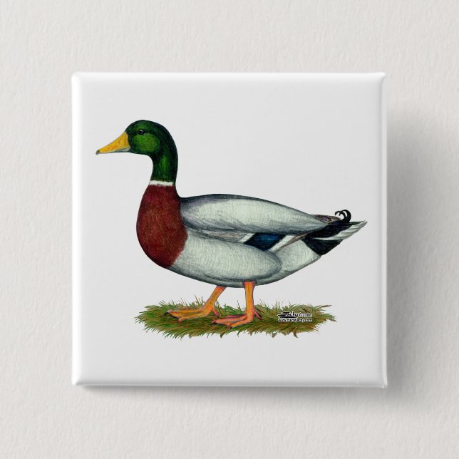 Mallard Duck Drake 15 Cm Square Badge (Front)
