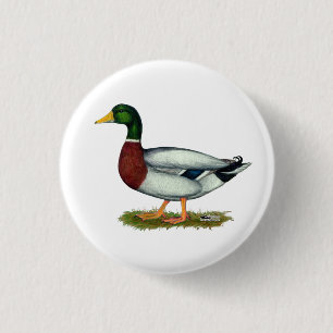 Mallard Duck Drake 3 Cm Round Badge