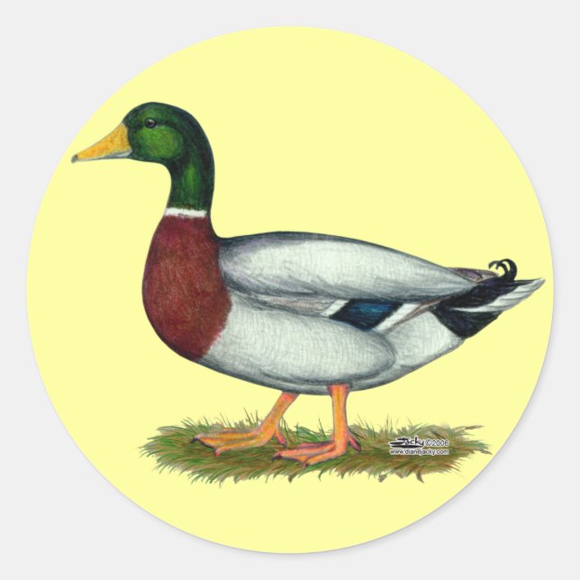 Mallard Duck Drake Classic Round Sticker (Front)