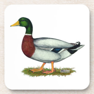 Mallard Duck Drake Coaster