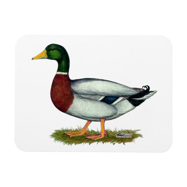 Mallard Duck Drake Magnet (Horizontal)