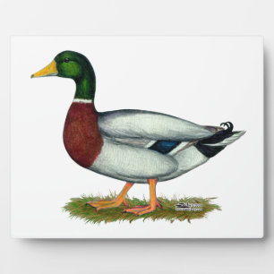 Mallard Duck Drake Plaque