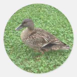 Mallard Duck Female Photo Classic Round Sticker