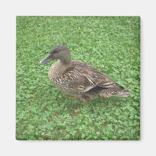 Mallard Duck Female Photo Magnet