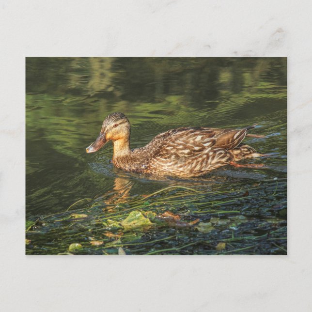 Mallard Duck (female) Postcard (Front)