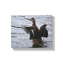 Mallard Duck flapping her wings