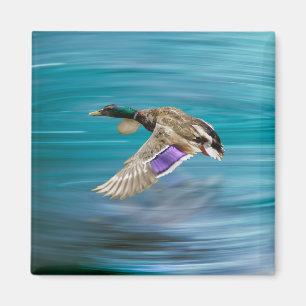 Mallard duck flying magnet