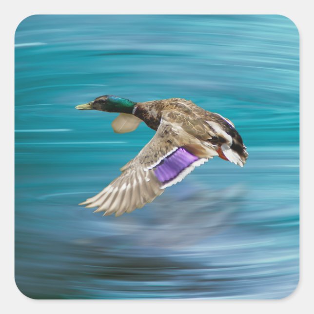Mallard duck flying square sticker (Front)