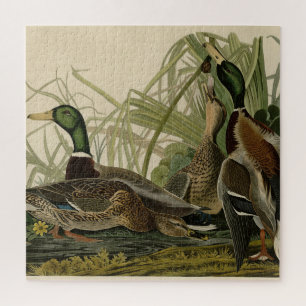 Mallard Duck from Audubon's Birds of America Jigsaw Puzzle
