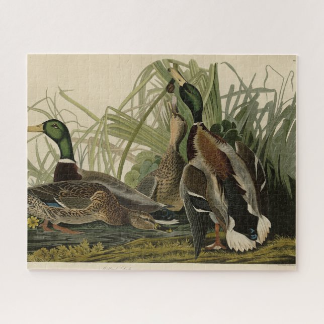 Mallard Duck from Audubon's Birds of America Jigsaw Puzzle (Horizontal)