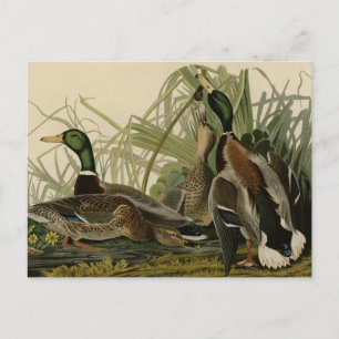 Mallard Duck from Audubon's Birds of America Postcard