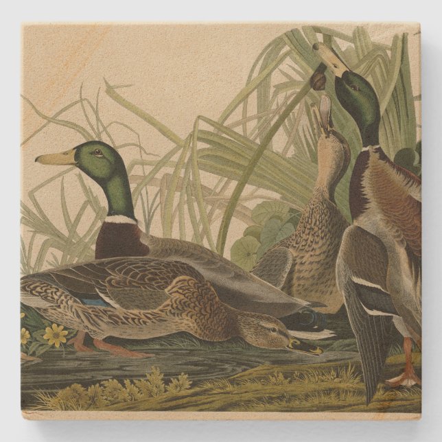 Mallard Duck from Audubon's Birds of America Stone Coaster (Front)