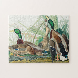 Mallard Duck from Birds of America (Audubon) Jigsaw Puzzle