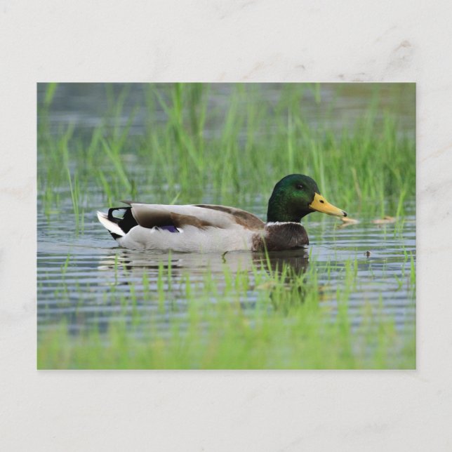 Mallard duck in a pond postcard (Front)