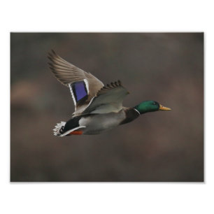 Mallard Duck in Flight - 1 Photo Print