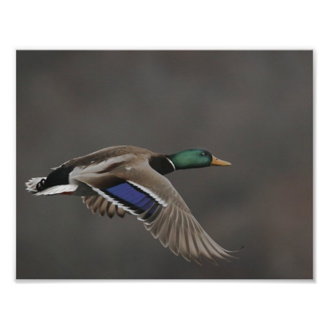 Mallard Duck in Flight - 2 Photo Print (Front)