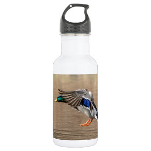 Mallard Duck in flight 532 Ml Water Bottle