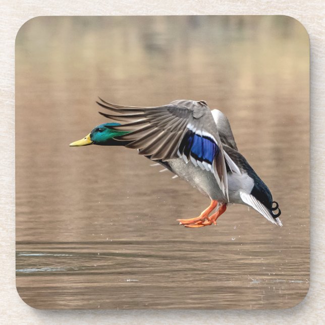 Mallard Duck in flight Coaster (Front)