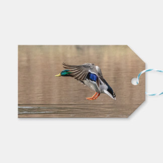 Mallard Duck in flight Gift Tags