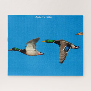 Mallard Duck in Flight Jigsaw Puzzle