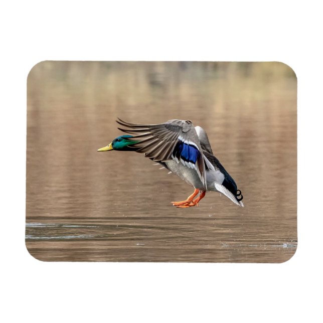 Mallard Duck in flight Magnet (Horizontal)