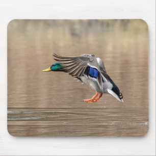 Mallard Duck in flight Mouse Pad