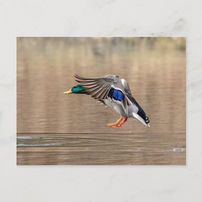 Mallard Duck in flight Postcard (Front)
