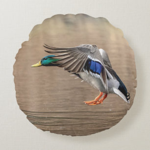 Mallard Duck in flight Round Cushion