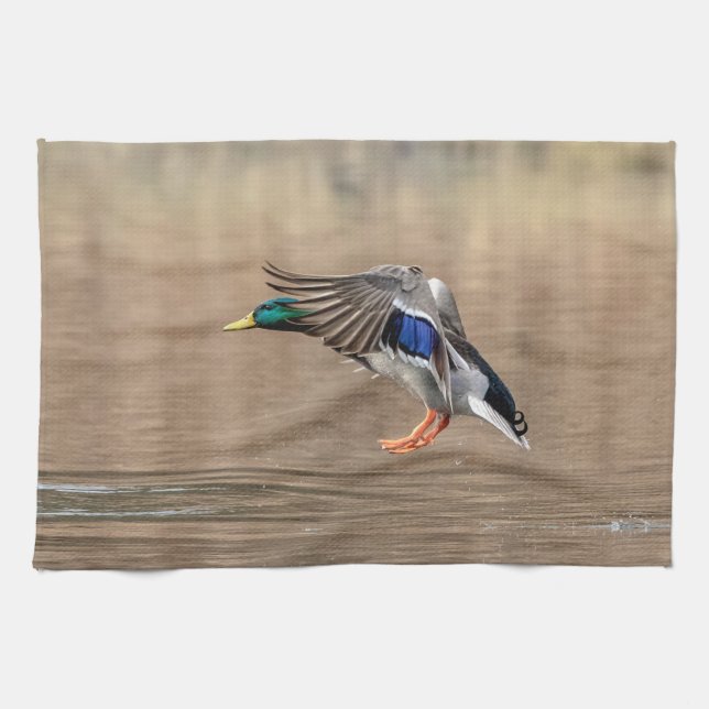 Mallard Duck in flight Tea Towel (Horizontal)