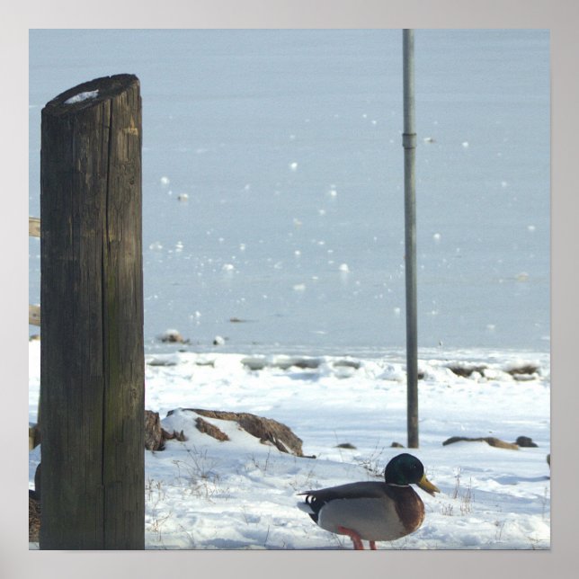 Mallard Duck in Snow Poster (Front)