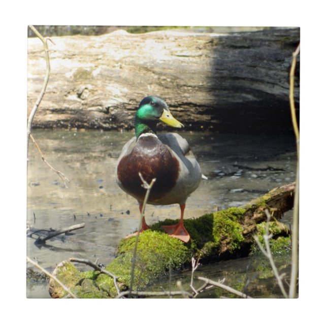 Mallard Duck in Woods Decorative Tile (Front)