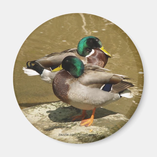 Mallard Duck Magnet (Front)