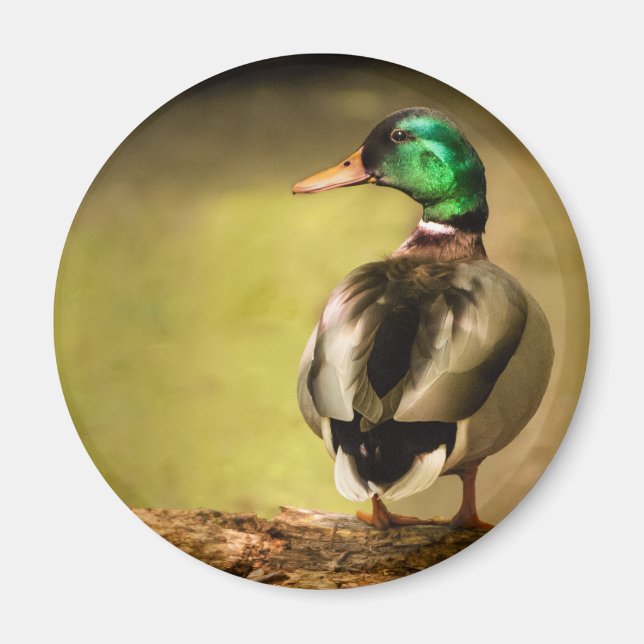 Mallard Duck Magnet (Front)