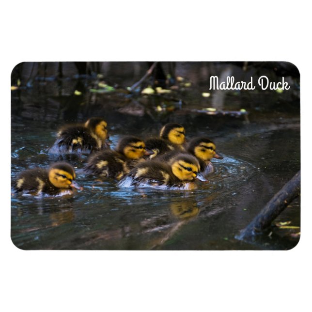 Mallard Duck Magnet (Horizontal)